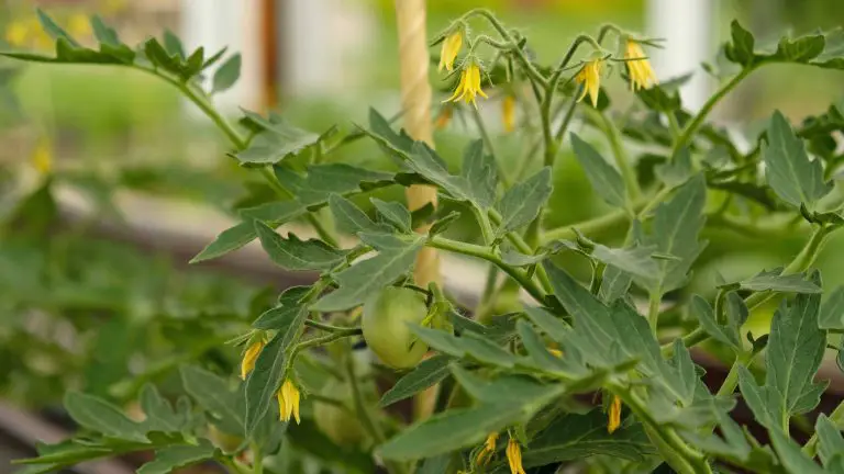 Bailey Line Road news: Bargain $30 Tomato Plants