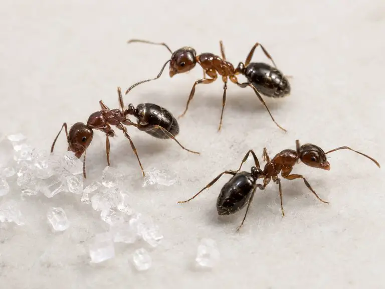 Three ants with sugar crystals