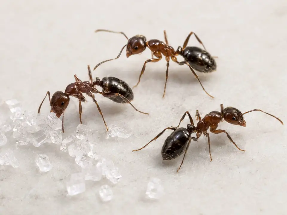 Three ants with sugar crystals