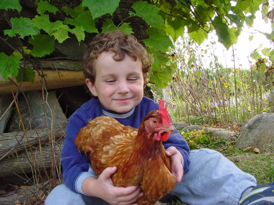 Child smiling, holding a brown chicken outdoors.