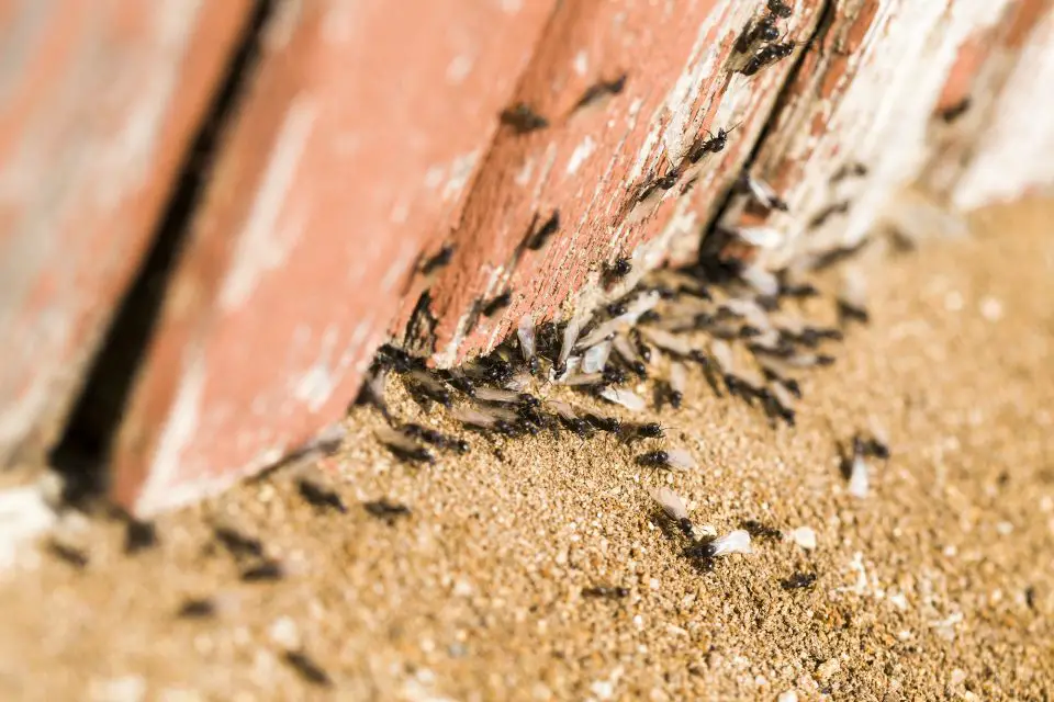 Black ants gathering on sandy ground near wall.