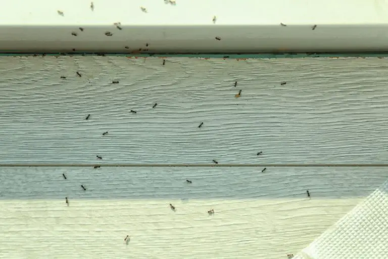 Ants crawling on wooden surface indoors