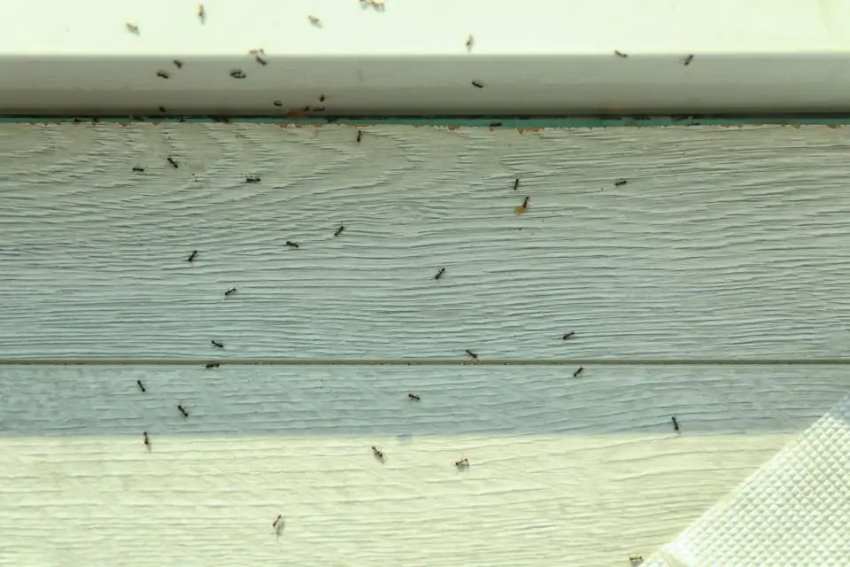 Ants crawling on wooden surface indoors