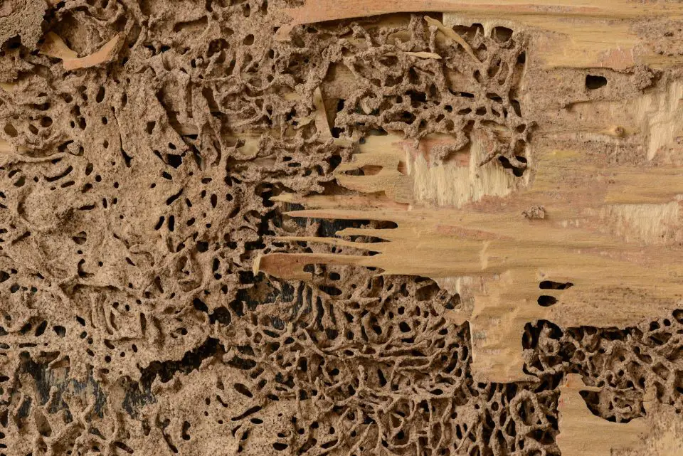 Close-up of termite damage in wood.