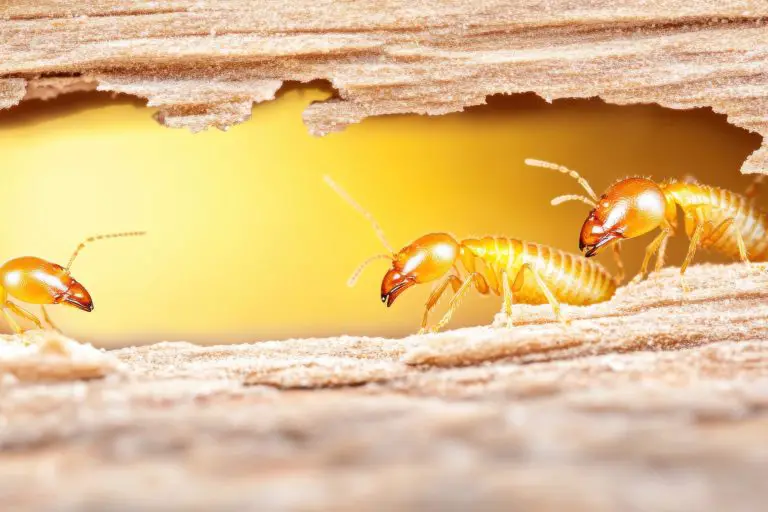 Close-up of termites in wooden tunnel.