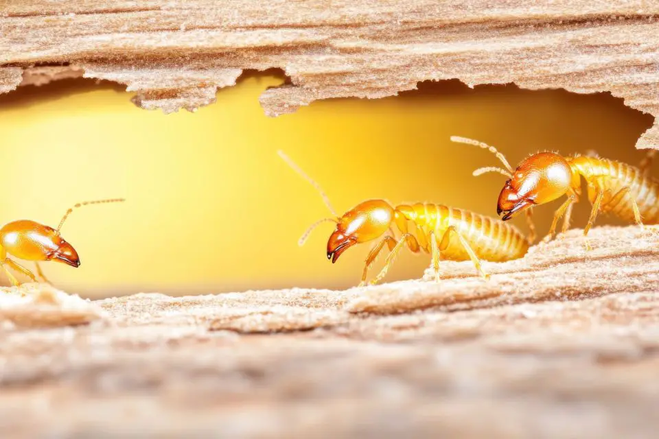 Close-up of termites in wooden tunnel.